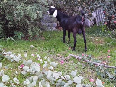 Англо-нубийские козочки и козлики 