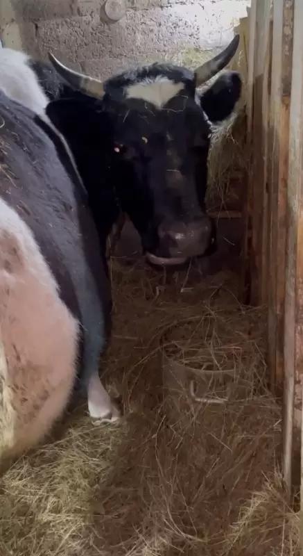 Вопросы из чатов: почему у коровы шумное дыхание?