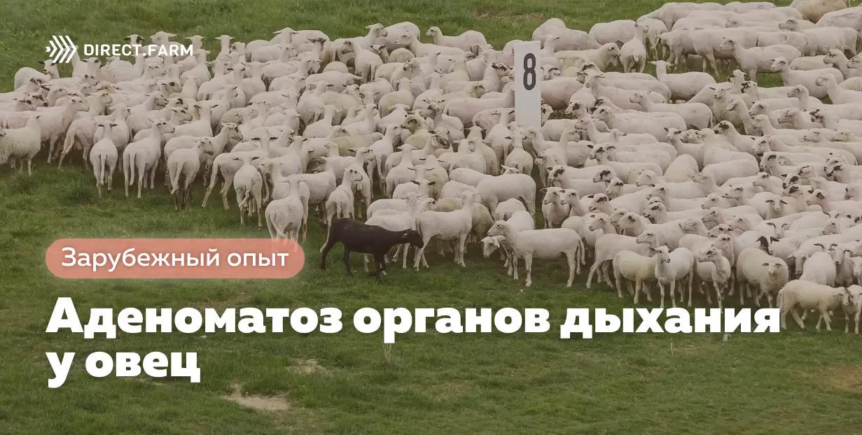 Контагиозный аденоматоз органов дыхания у овец