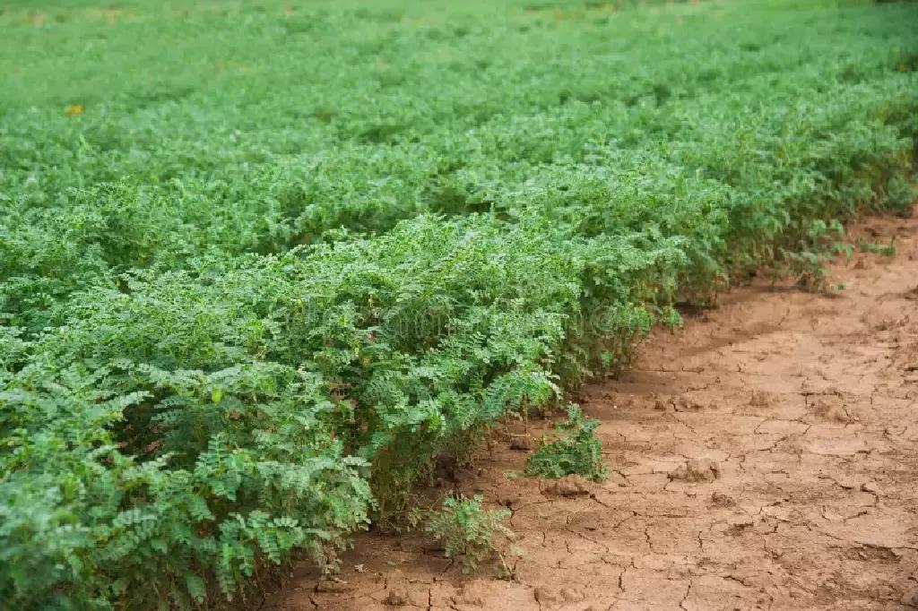 НУТ ВСЕ ПЛЮСЫ МИНУСЫ И ОСОБЕННОСТИ ВОЗДЕЛЫВАНИЯ