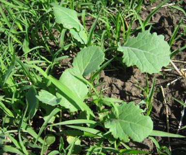 Эксперимент. Выращивание ярового рапса в зерновом севообороте.