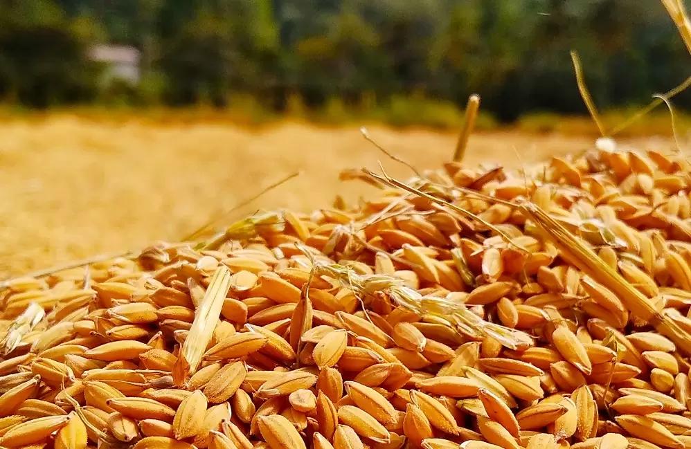 Минсельхоз готов начать зерновые интервенции к концу ноября