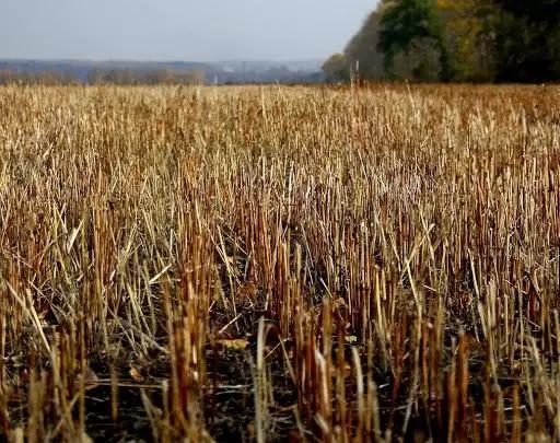 Разложение растительных остатков биометодом