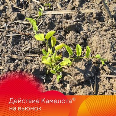 Камелот® на кукурузе