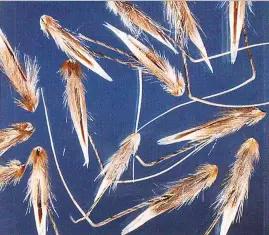 Овсюг обыкновенный