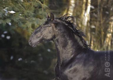 Кладрубская порода 