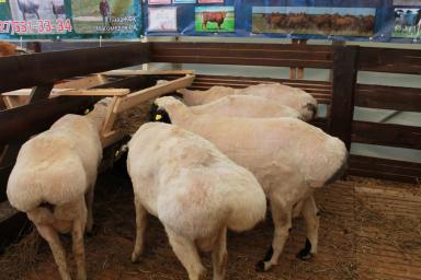 XXII Российская выставка племенных овец и коз