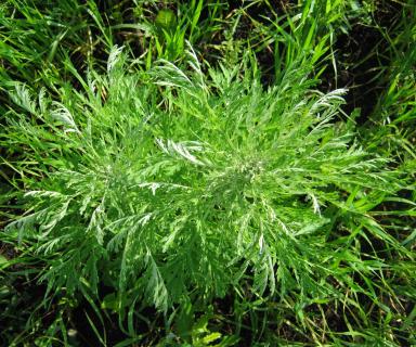 Гербицидная обработка пшеницы против устойчивых сорных растений.