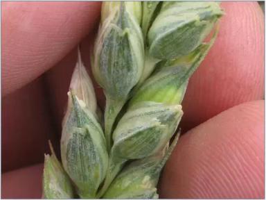 Наиболее устойчивые к осыпанию сорта озимой пшеницы