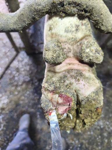 Здоровые копытца у крупного рогатого скота — основа здоровья животных.