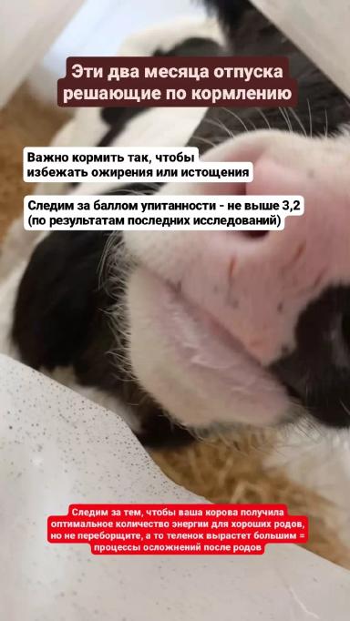 🌾 Искусство кормления: ключевой фактор здорового потомства 🌾