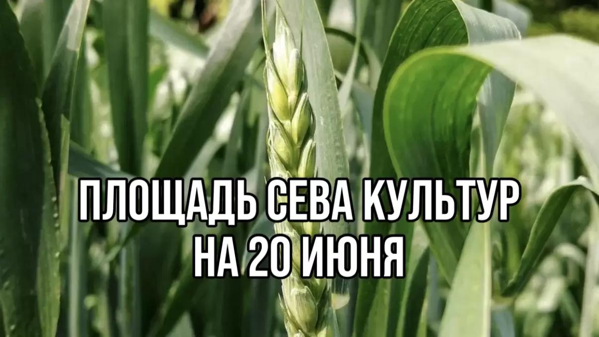 ПЛОЩАДЬ СЕВА КУЛЬТУР