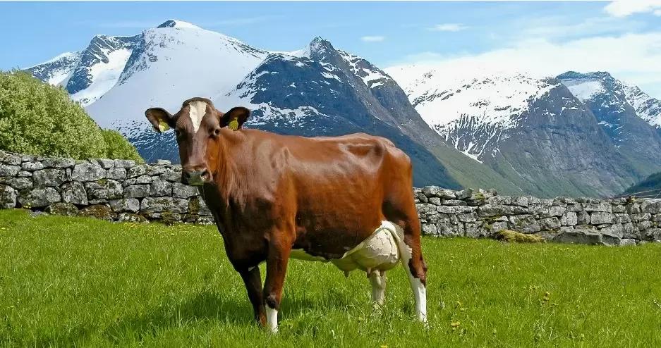 «Норвежский красный» (Norwegian Red) — норвежская порода молочного скота.