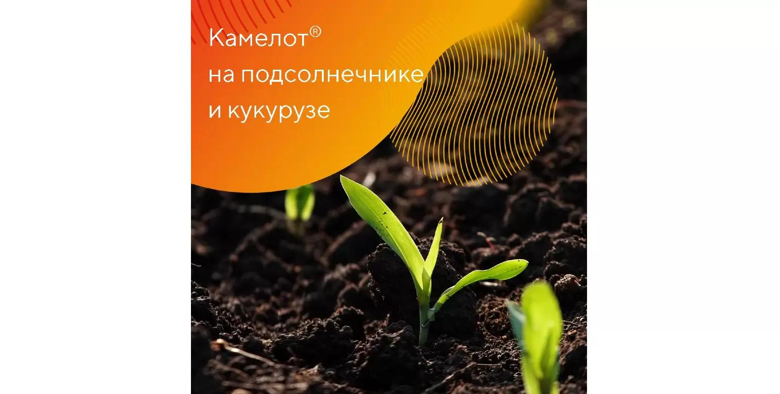 Камелот® против сорняков в посевах подсолнечника и кукурузы
