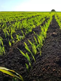 Продаётся готовый фермерский бизнес. 500 Га, чистого чернозёма пахатных угодий.