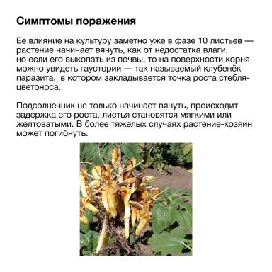 Заразиха. Стоп!