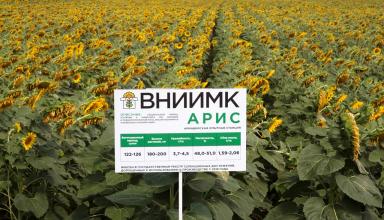 Арис - гибрид подсолнечника (Helianthus annuus L.) .