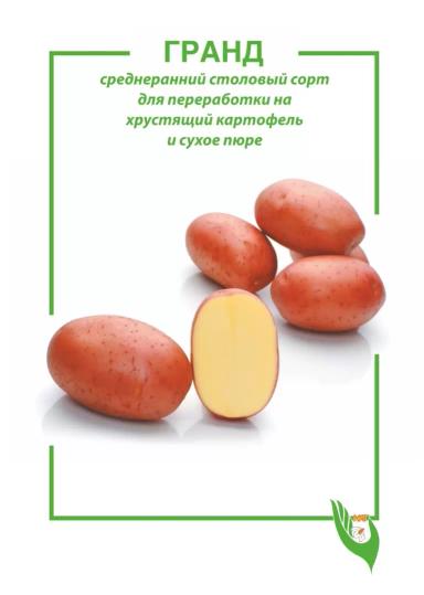 Гранд картофель