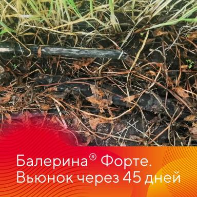 Защита озимых зерновых культур от сорняков