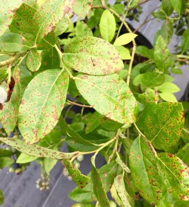 Ржавчина листьев голубики