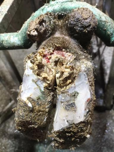 Модификация сформированного копытного рога с применением химических веществ.