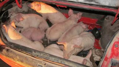 Изъятие скота: защита от эпидемий или удар по хозяйству?