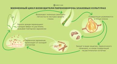 Борьба с пиренофорозом (желтой пятнистостью) пшеницы, ячменя и ржи