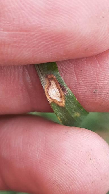 Помогите определить болезнь пшеницы