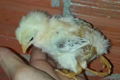 Особенности лечения рахита цыплят-бройлеров с применением Вермикулита.