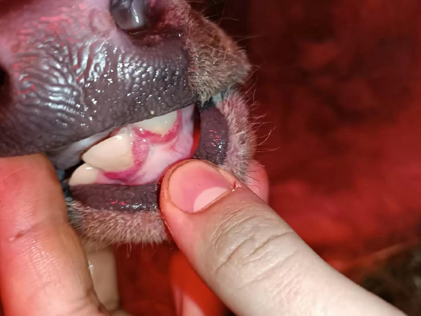 Вопросы из чатов: может ли симптом указывать на ИРТ?