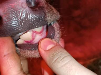 Вопросы из чатов: может ли симптом указывать на ИРТ?