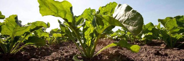 Авиа - гибрид свеклы сахарной (Beta vulgaris L. ssp. vulgaris var. saccharifera Alef.).