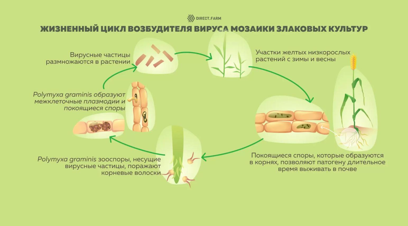 Профилактика и борьба с вирусами мозаики злаков