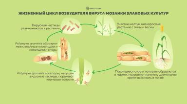 Профилактика и борьба с вирусами мозаики злаков