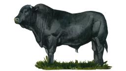 Дракенсбергер