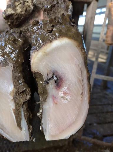 Травматический пододерматит