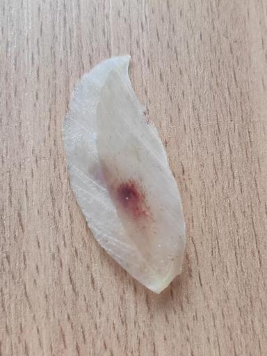 Кровоизлияние в подошве копытца у коровы