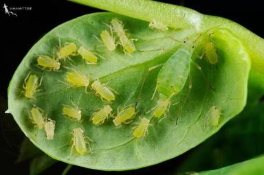 Гороховая тля