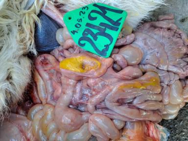 Помогите поставить диагноз от чего пал