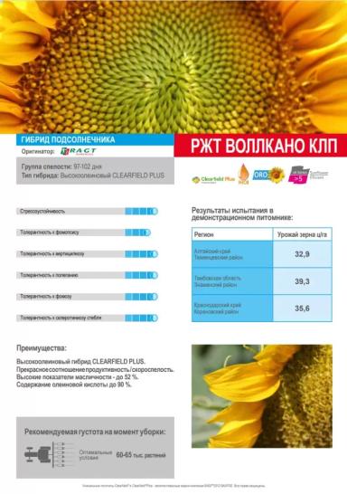 РЖТ Воллкано КЛП (RGT VOLLKANO CLP) гибрид подсолнечника
