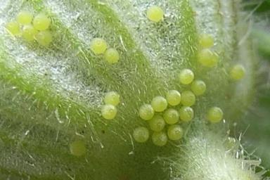 Люцерновая совка