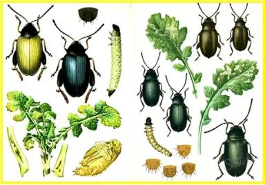 Крестоцветные блошки