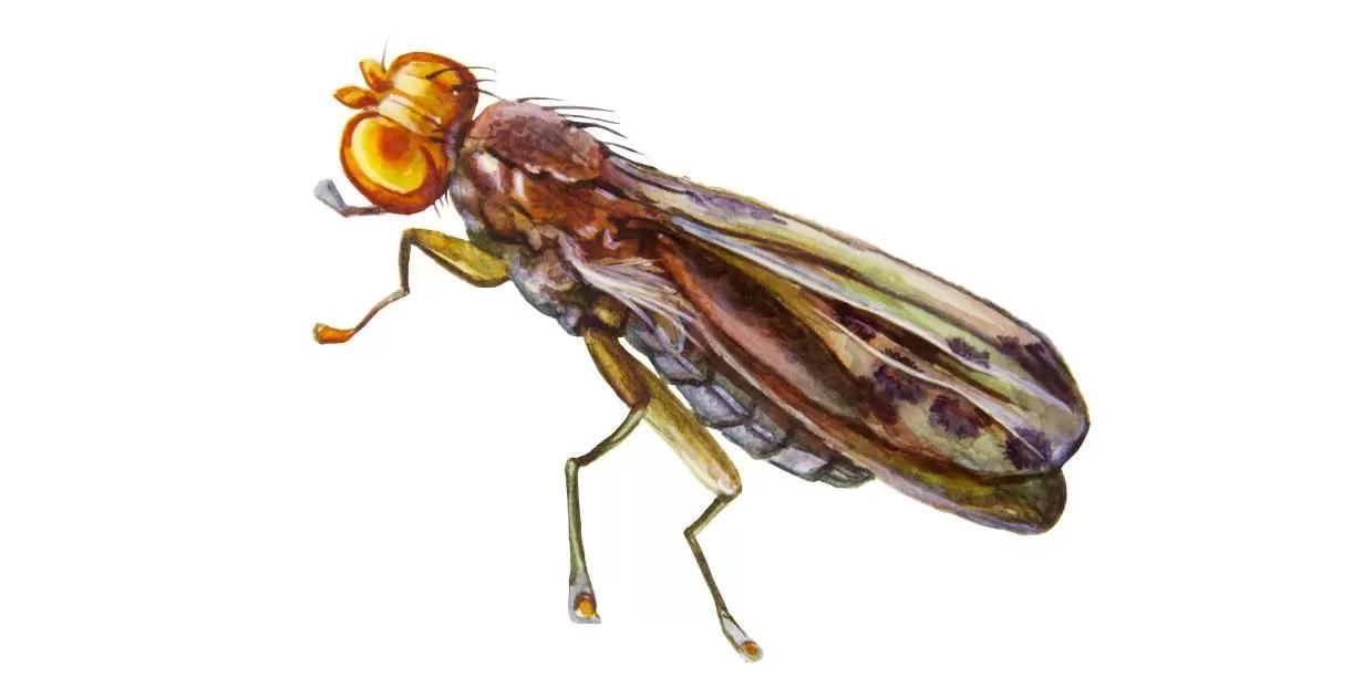 Опомиза пшеничная