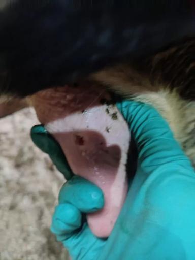 Вопросы из чатов: почему на соске у коровы появилось уплотнение?