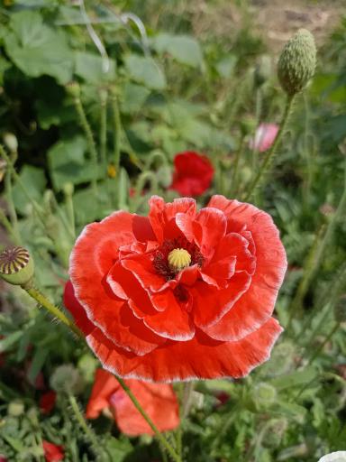 Красота декоративных маков