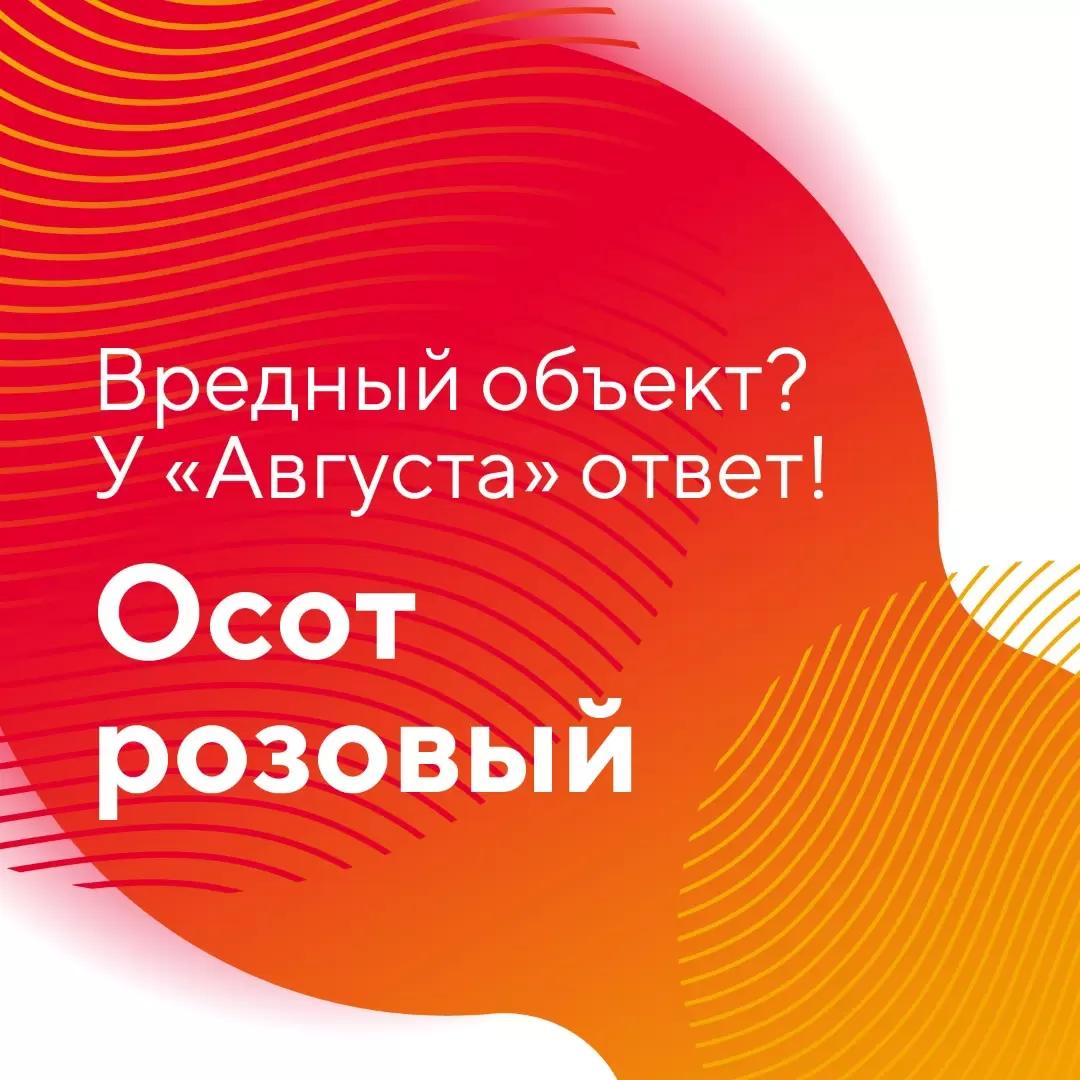 «Вредный объект? У «Августа» ответ!» – осот розовый в посевах зерновых