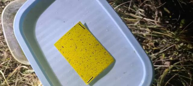 Опыт внесения МикроСолар жидкий Бор с помощью дрона XAG P100