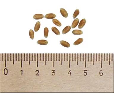 Алексеич сорт мягкой озимой пшеницы