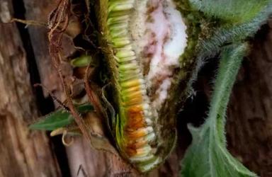 Фузариоз подсолнечника