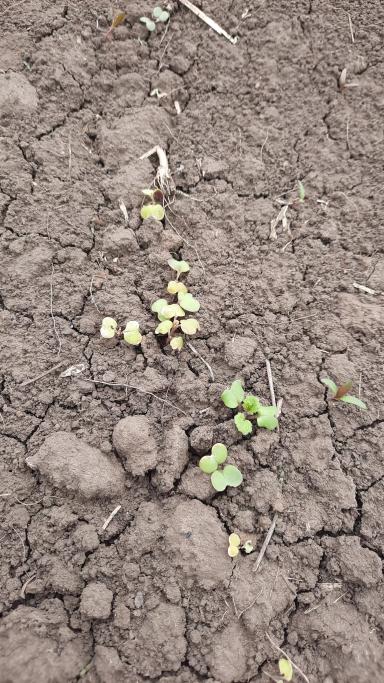 Здравствуйте. Что может быть с горчицей?